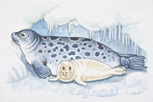Illustration, blue spotted seal with white pup Illustration, blue spotted seal with white pup