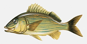 Illustration of Blue Stripe Grunt (Haemulon sciurus) Illustration of Blue Stripe Grunt (Haemulon sciurus)