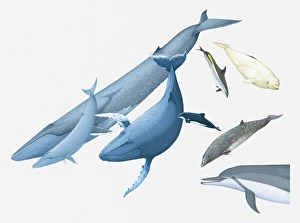 Illustration of Blue Whale and young, Humpback Whale, Black Dolphin, Beaked Whale, Atlantic White-sided Dolphin Illustration of Blue Whale and young, Humpback Whale, Black Dolphin, Beaked Whale, Atlantic White-sided Dolphin