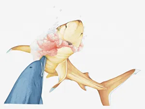 Illustration of Bottlenose Dolphin killing a Whitetip Reef Shark by ramming the sharks soft belly with its snout Illustration of Bottlenose Dolphin killing a Whitetip Reef Shark by ramming the sharks soft belly with its snout