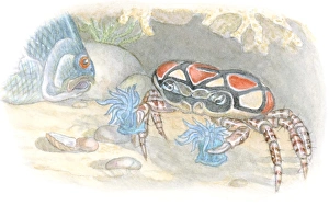 Illustration of Boxer Crab or Pom-Pom Crab (Lybia tesselata) carrying stinging Sea Anemone (Actiniaria) Illustration of Boxer Crab or Pom-Pom Crab (Lybia tesselata) carrying stinging Sea Anemone (Actiniaria)