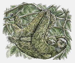 Illustration of Brown-throated Three-toed Sloth (Bradypus variegatus Illustration of Brown-throated Three-toed Sloth (Bradypus variegatus