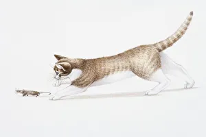 Illustration of brown and white cat (Felis catus) chasing House Mouse (Mus musculus) Illustration of brown and white cat (Felis catus) chasing House Mouse (Mus musculus)