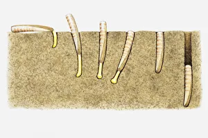 Illustration of the burrowing technique of a Razor clam (Ensis sp.) Illustration of the burrowing technique of a Razor clam (Ensis sp.)