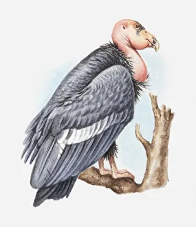 Illustration of California condor (Gymnogyps californianus) perching on tree branch Illustration of California condor (Gymnogyps californianus) perching on tree branch