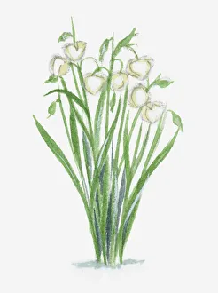 Illustration of Calochortus (Globe Lily) with white flowers and long green leaves Illustration of Calochortus (Globe Lily) with white flowers and long green leaves