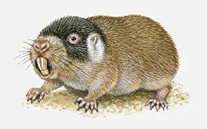 Illustration of Cape Mole Rat (Georychus capensis) showing long teeth Illustration of Cape Mole Rat (Georychus capensis) showing long teeth
