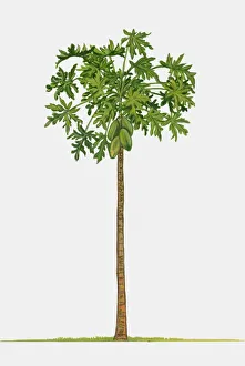 Illustration of Carica papaya (Papaya), a large tree-like tropical plant showing green leaves and un Illustration of Carica papaya (Papaya), a large tree-like tropical plant showing green leaves and un