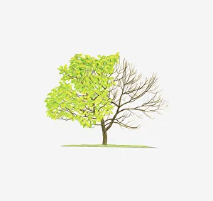 Illustration of Catalpa bignonioides Aurea (Golden Indian-Bean Tree Illustration of Catalpa bignonioides Aurea (Golden Indian-Bean Tree