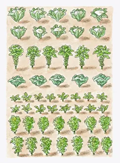 Illustration of cauliflower, Brussels Sprouts, cabbage, radish, Chinese Cabbage and kale growing in Illustration of cauliflower, Brussels Sprouts, cabbage, radish, Chinese Cabbage and kale growing in