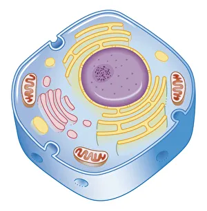 Illustration of cell nucleus containing cell cytoplasm, mitochondria units, DNA, and chromosome Illustration of cell nucleus containing cell cytoplasm, mitochondria units, DNA, and chromosome