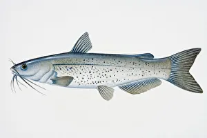 Illustration of Channel catfish (Ictalurus punctatus), North American freshwater fish Illustration of Channel catfish (Ictalurus punctatus), North American freshwater fish