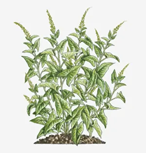 Illustration of Chenopodium bonus-henricus (Good King Henry) bearing green leaves Illustration of Chenopodium bonus-henricus (Good King Henry) bearing green leaves