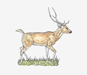 Illustration of Chital or Cheetal (Axis axis) walking on grass Illustration of Chital or Cheetal (Axis axis) walking on grass