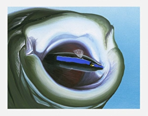 Illustration of Cleaner Fish (Elacatinus) inside mouth of large fish Illustration of Cleaner Fish (Elacatinus) inside mouth of large fish