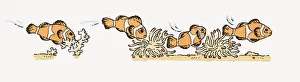 Illustration of Clown Fish (Amphiprion Ocellaris) swimming near ocean floor Illustration of Clown Fish (Amphiprion Ocellaris) swimming near ocean floor