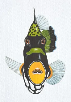 Illustration, Clown Triggerfish (balistoides conspicillum), front view Illustration, Clown Triggerfish (balistoides conspicillum), front view
