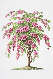 Illustration, clustered pink flower bracts and short-stalked leaves of Bougainvillea Illustration, clustered pink flower bracts and short-stalked leaves of Bougainvillea