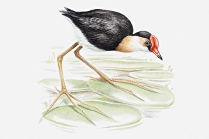 Illustration of a Comb-crested jacana, also known as Lilytrotter (Irediparra gallinacea) on a lily pad, side view Illustration of a Comb-crested jacana, also known as Lilytrotter (Irediparra gallinacea) on a lily pad, side view