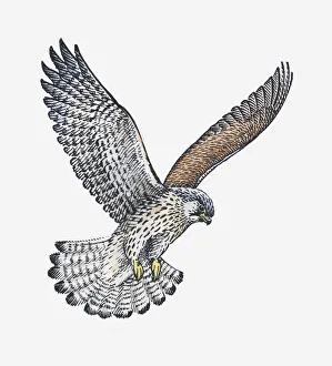 Illustration of Common Buzzard (Buteo buteo) preparing to land with legs extended Illustration of Common Buzzard (Buteo buteo) preparing to land with legs extended