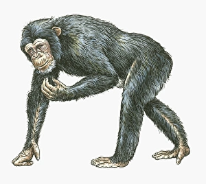Illustration of Common Chimpanzee (Pan troglodytes) Illustration of Common Chimpanzee (Pan troglodytes)