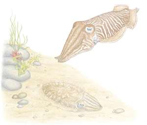 Illustration of Common Cuttlefish (Sepia officinalis), invertebrate molluscs with cephalopod eyes Illustration of Common Cuttlefish (Sepia officinalis), invertebrate molluscs with cephalopod eyes