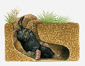 Illustration of Common Mole (Scalopus aquaticus) burrowing underground Illustration of Common Mole (Scalopus aquaticus) burrowing underground
