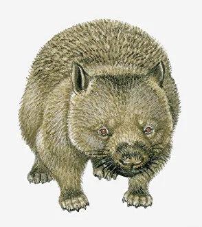 Illustration of Common Wombat (Vombatus ursinus) Illustration of Common Wombat (Vombatus ursinus)