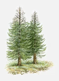 Illustration of conifer trees with leafless branches due to drought Illustration of conifer trees with leafless branches due to drought