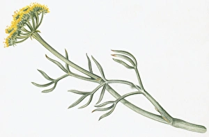 Illustration of Crithmum maritimum (Samphire), a yellow wildflower with green leaves Illustration of Crithmum maritimum (Samphire), a yellow wildflower with green leaves