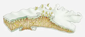 Illustration of cross-section through folicose lichen Illustration of cross-section through folicose lichen