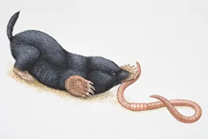 Illustration, crouching European Mole (Talpidae) catching earthworm in its mouth Illustration, crouching European Mole (Talpidae) catching earthworm in its mouth