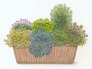 Illustration of culinary window box planted with Parsley, Chives, Sage, Rosemary, Bay Laurel, Summer Illustration of culinary window box planted with Parsley, Chives, Sage, Rosemary, Bay Laurel, Summer