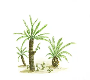 Illustration of cycads with compound green leaves and thick trunks dating from Paleozoic era Illustration of cycads with compound green leaves and thick trunks dating from Paleozoic era