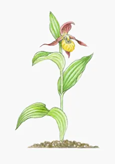 Illustration of Cypripedium calceolus (Ladys Slipper), yellow Illustration of Cypripedium calceolus (Ladys Slipper), yellow