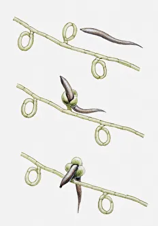 Illustration of Dactylaria fungus trapping and digesting an eelworm, multiple image Illustration of Dactylaria fungus trapping and digesting an eelworm, multiple image