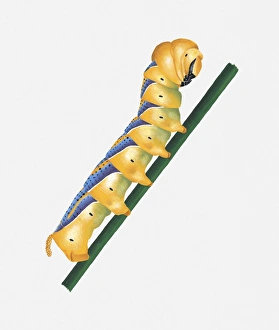 Illustration of Deaths Head Hawk-Moth (Acherontia Atropos) caterpillar on stem Illustration of Deaths Head Hawk-Moth (Acherontia Atropos) caterpillar on stem