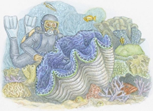 Illustration of deep-sea diver wearing wetsuit looking at Giant Clam (Tridacna gigas), the largest bivalve mollusc Illustration of deep-sea diver wearing wetsuit looking at Giant Clam (Tridacna gigas), the largest bivalve mollusc