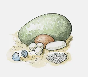 Illustration of different types of animal eggs, and frogspawn Illustration of different types of animal eggs, and frogspawn