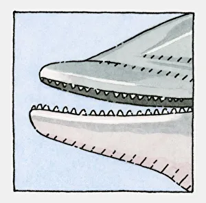 Illustration of Dolphin, open mouth showing teeth, close-up Illustration of Dolphin, open mouth showing teeth, close-up