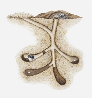 Illustration of Dung beetles (Scarabaeoidea) in their underground nest with eggs laid in dung, cross-section Illustration of Dung beetles (Scarabaeoidea) in their underground nest with eggs laid in dung, cross-section