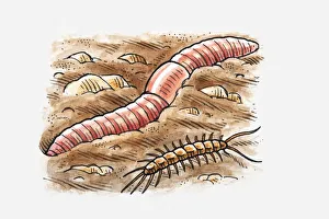 Illustration of earthworm and centipede in soil Illustration of earthworm and centipede in soil