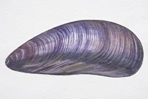 Illustration, Edible Mussel (Mytilus edulis), oval purplish-grey shell Illustration, Edible Mussel (Mytilus edulis), oval purplish-grey shell