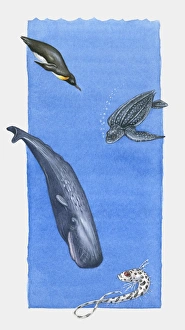 Illustration of Emperor Penguin, Leatherback Turtle, Sperm Whale and Rattail fish at various depth i Illustration of Emperor Penguin, Leatherback Turtle, Sperm Whale and Rattail fish at various depth i