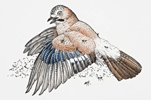 Illustration of Eurasian Jay (Garrulus glandarius) anting feathers Illustration of Eurasian Jay (Garrulus glandarius) anting feathers