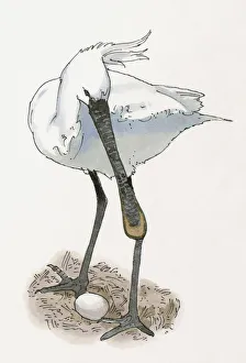 Illustration of Eurasian Spoonbill or Common Spoonbill (Platalea leucorodia) standing above egg in nest Illustration of Eurasian Spoonbill or Common Spoonbill (Platalea leucorodia) standing above egg in nest