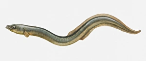 Illustration of an European eel (Anguilla anguilla) Illustration of an European eel (Anguilla anguilla)