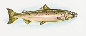 Illustration of European Pilchard (Sardina pilchardus), also known as Hamsi in Black Sea region Illustration of European Pilchard (Sardina pilchardus), also known as Hamsi in Black Sea region