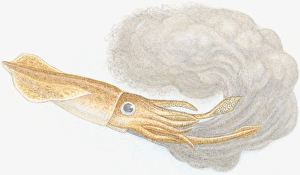 Illustration of European Squid (Loligo vulgaris), with soft, brown mantle Illustration of European Squid (Loligo vulgaris), with soft, brown mantle