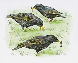 Illustration of European Starling (Sturnus vulgaris) feeding on Earthworm from lawn Illustration of European Starling (Sturnus vulgaris) feeding on Earthworm from lawn